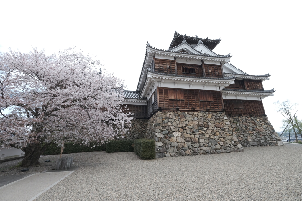 今年の桜は見頃のタイミングに難攻した挙句散り始め１