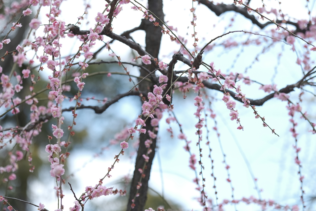 降っているのは雨か梅か？５