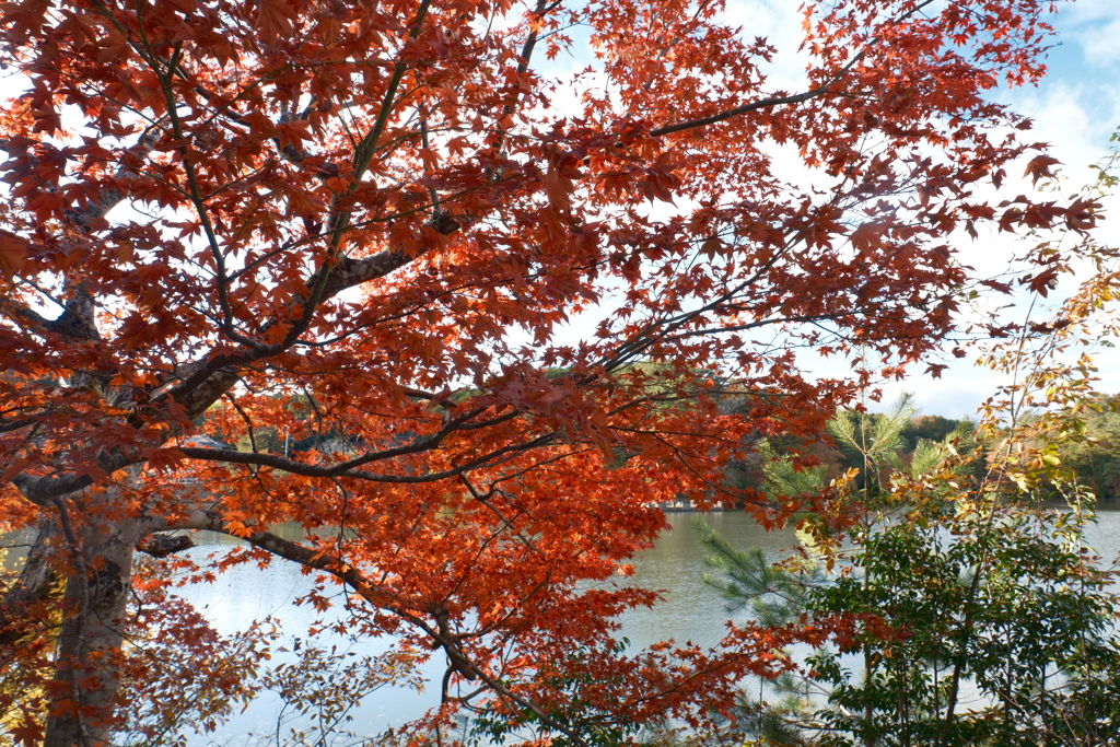 12月の紅葉２０