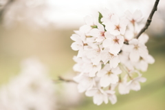 今年の桜は見頃のタイミングに難攻した挙句散り始め、綾部にて１９