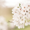 今年の桜は見頃のタイミングに難攻した挙句散り始め、綾部にて１９