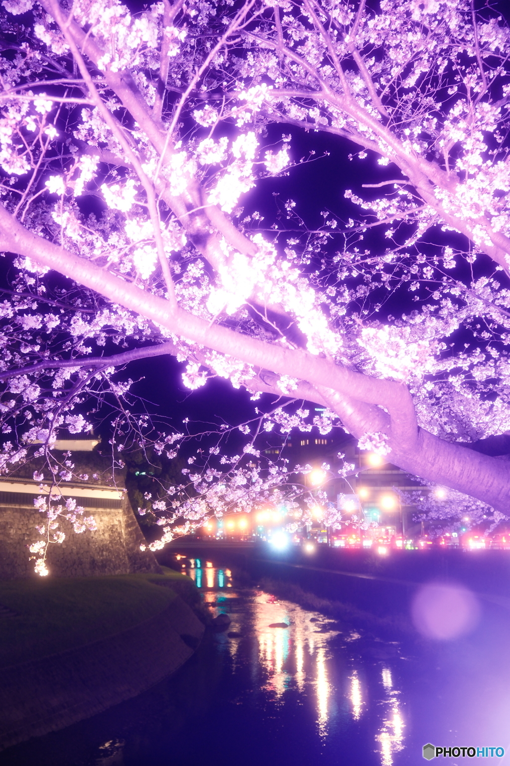 熊本城周辺の夜桜１０