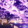 熊本城周辺の夜桜１０