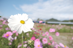 やっと晴れた日に秋桜を撮りにいけた時２