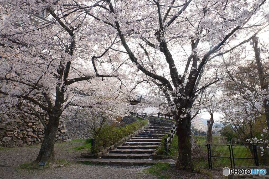2024福知山城の桜４