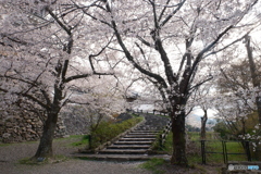 2024福知山城の桜４