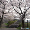2024福知山城の桜４