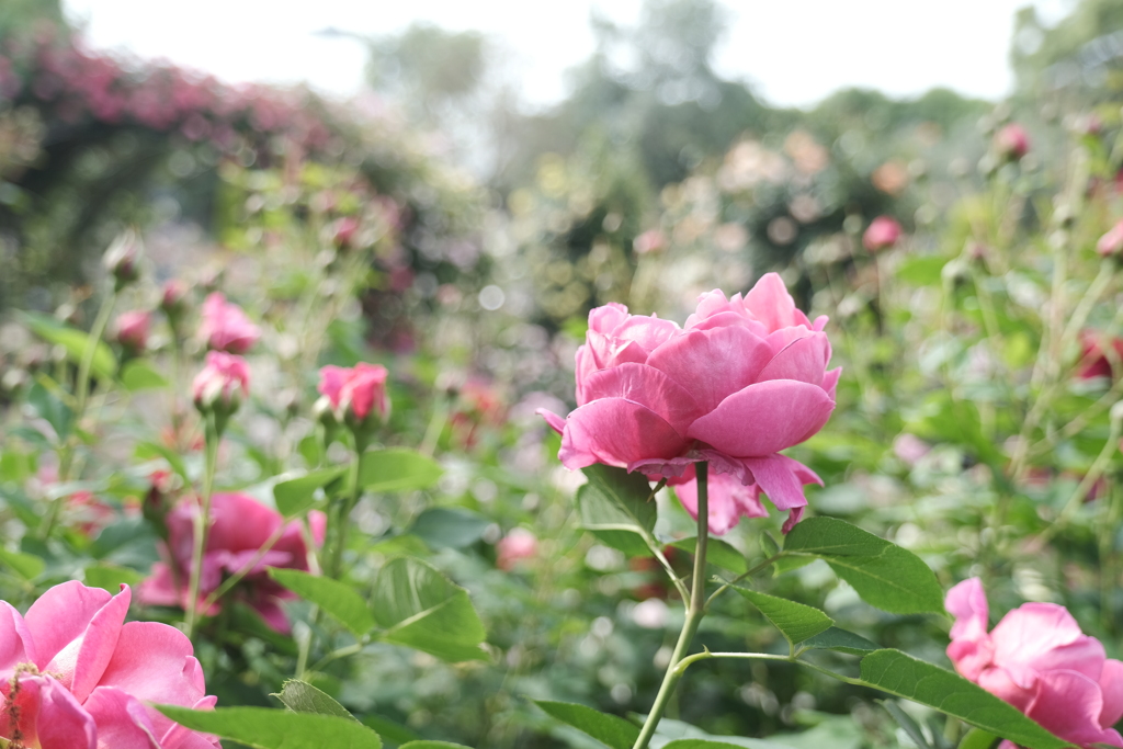 なばなの里の薔薇園４