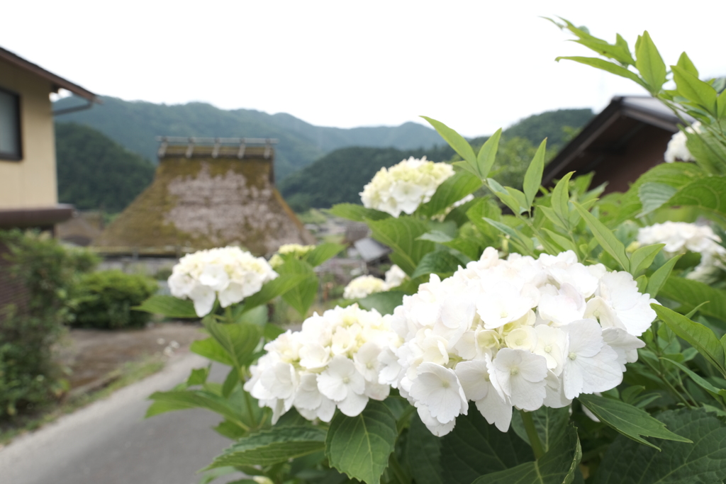 梅雨時のかやぶきの里１０