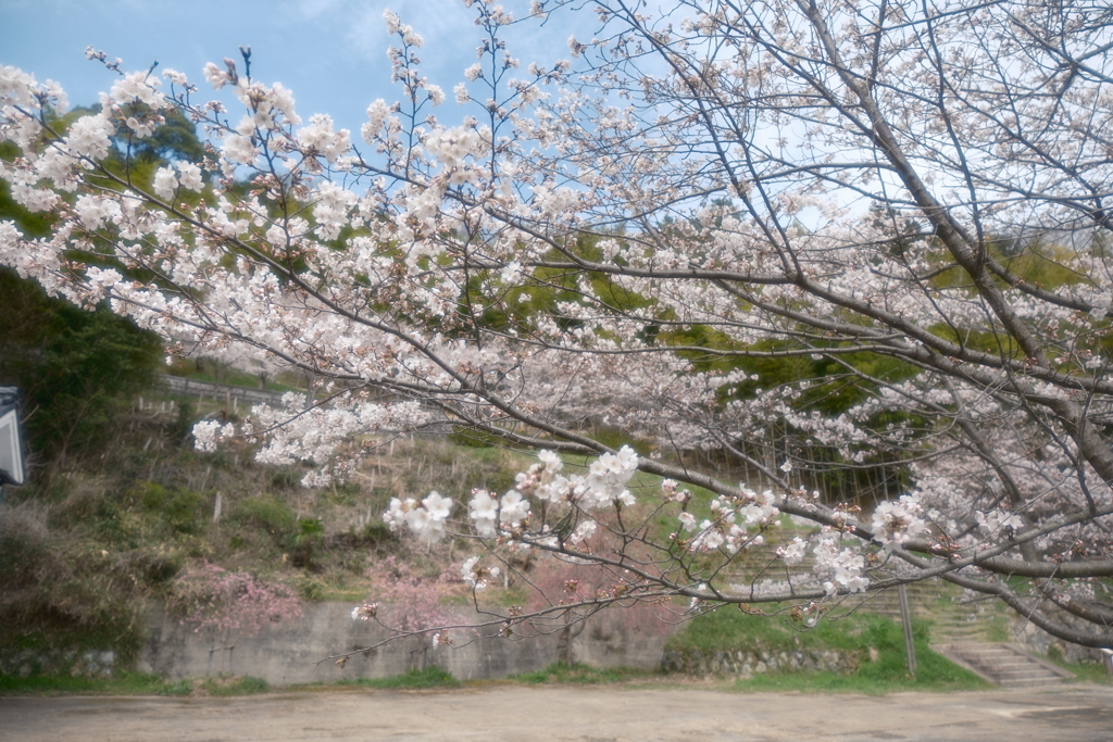 3月末急開花した桜８
