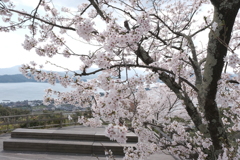 傘松公園の桜は満開２