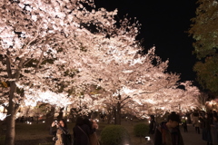 東寺の夜桜３