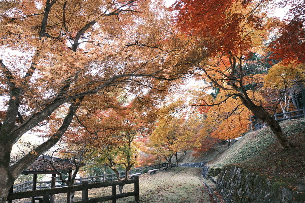 仕事は休業中、紅葉はフル稼働、長安寺にて１