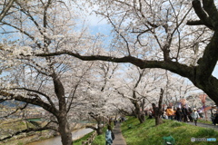 雲南市桜まつり2025　6