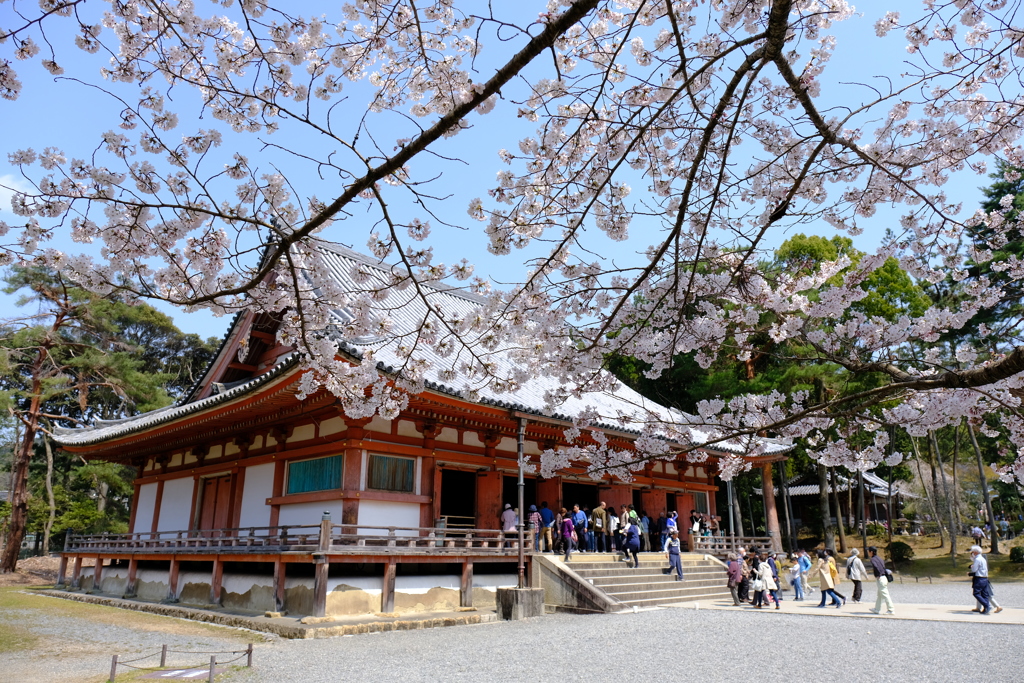 絶好の花見日和in醍醐寺３