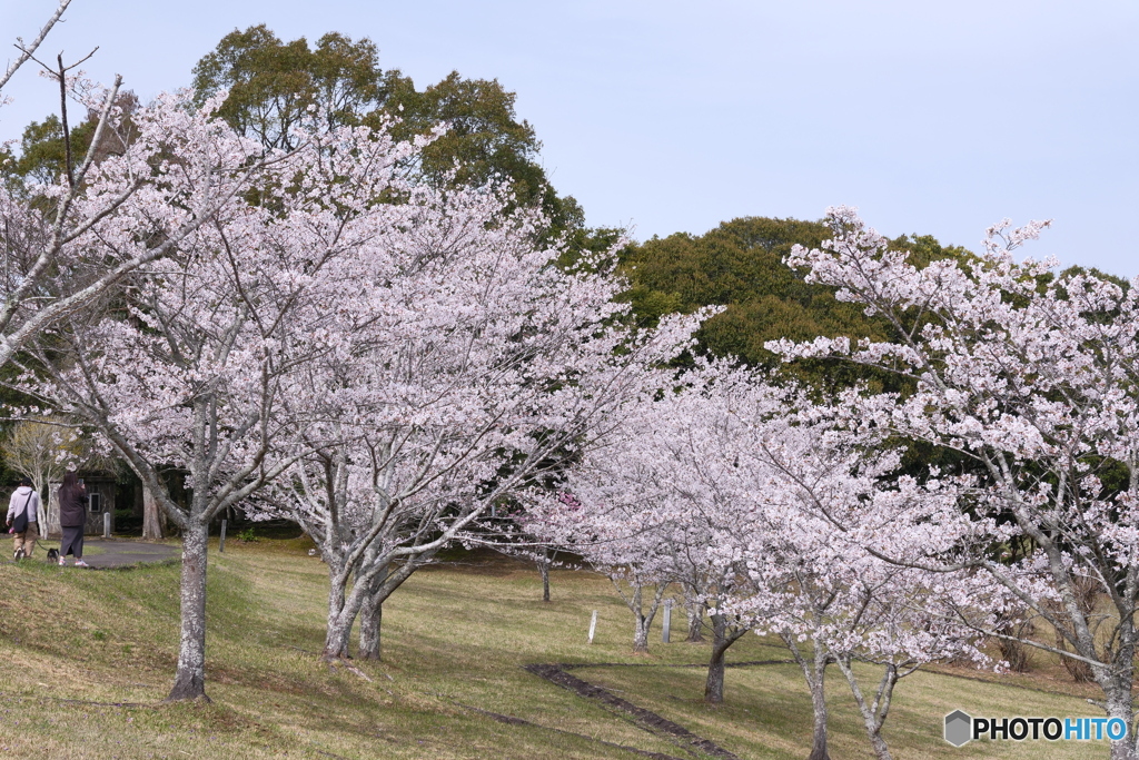 人吉市にて桜巡り１３
