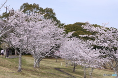 人吉市にて桜巡り１３