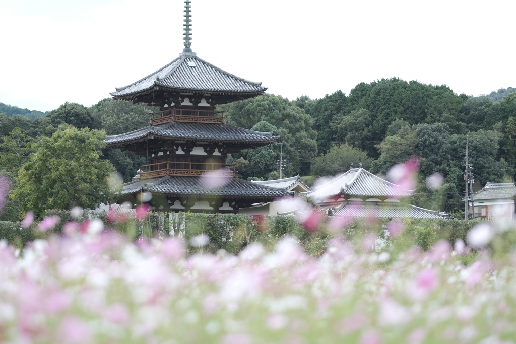 法起寺の秋桜２