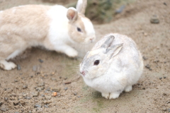 綾部ふれあい牧場のうさぎ