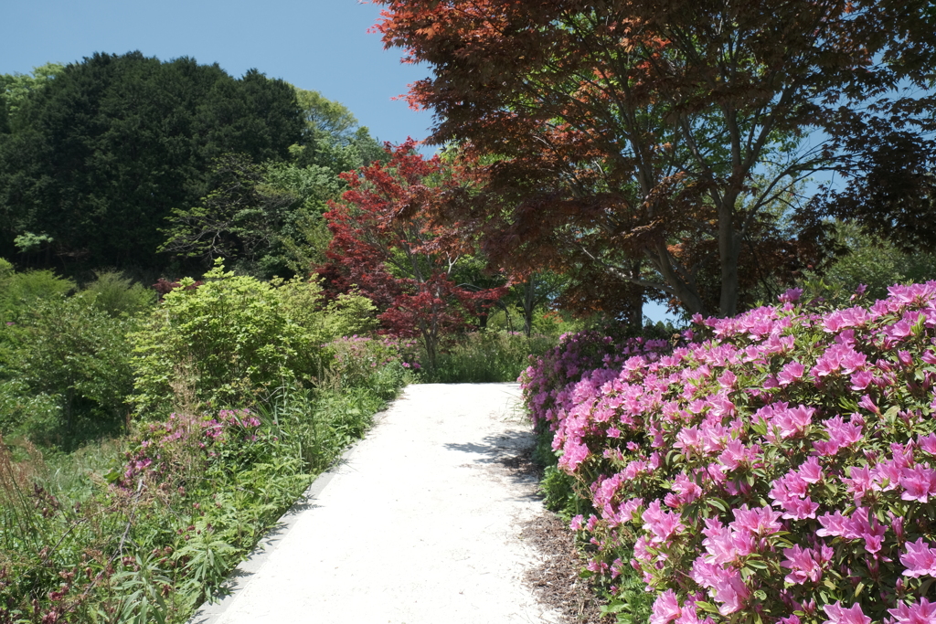 京丹後に花の郷６