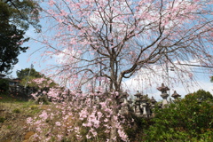 九州で桜を撮りに行くのは初めて１４