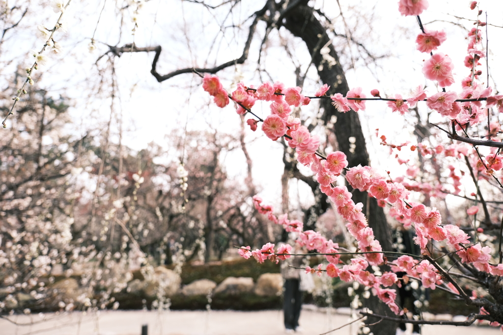 何気に京都市内の写真は久しぶり１０