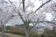 今年の桜は見頃のタイミングに難攻した挙句散り始め、綾部にて１０