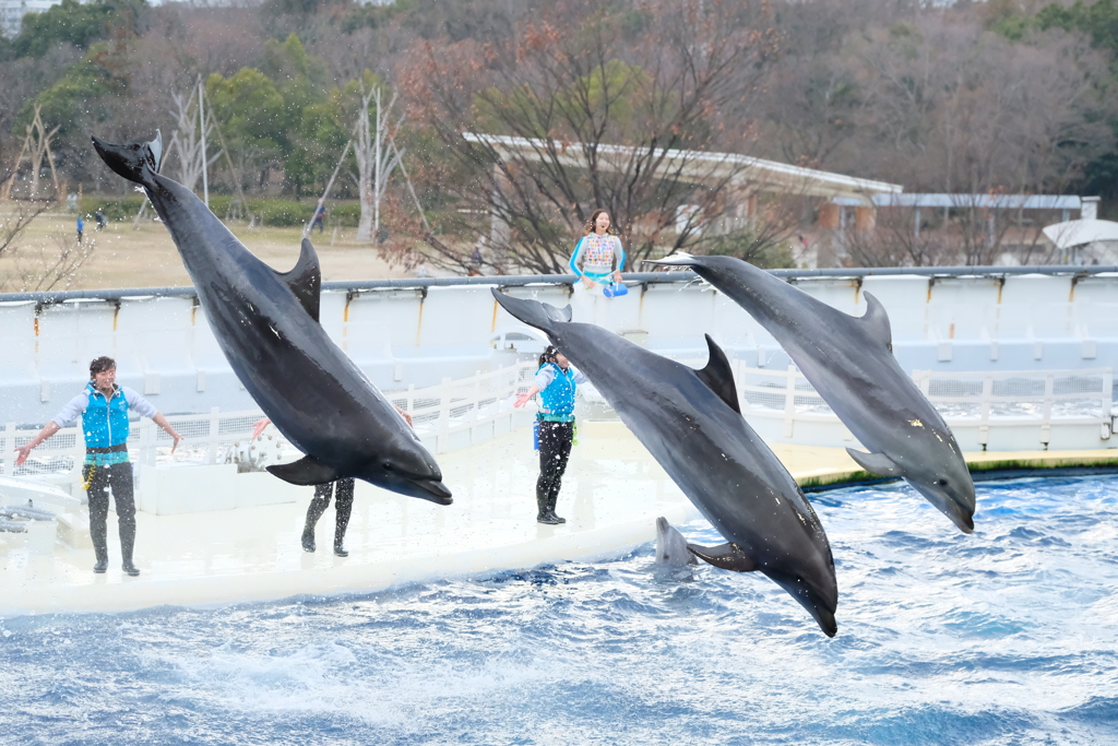 京都水族館のイルカのショー
