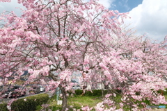 雲南市桜まつり2025　10