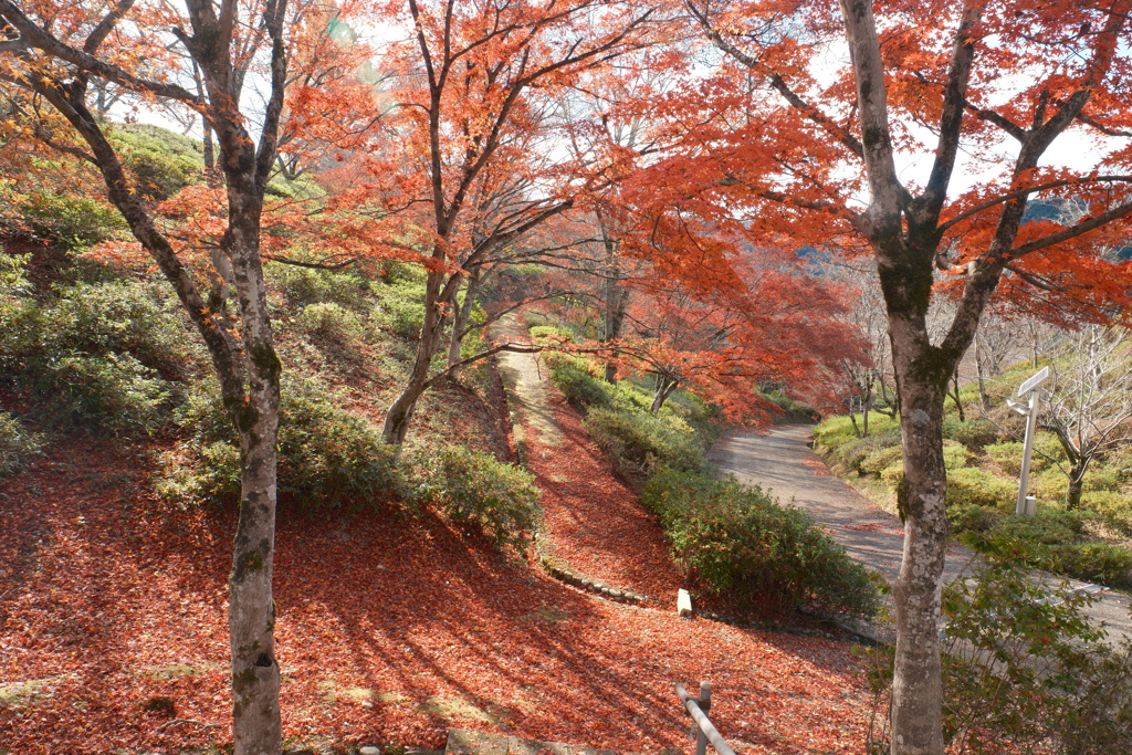 12月の紅葉１１