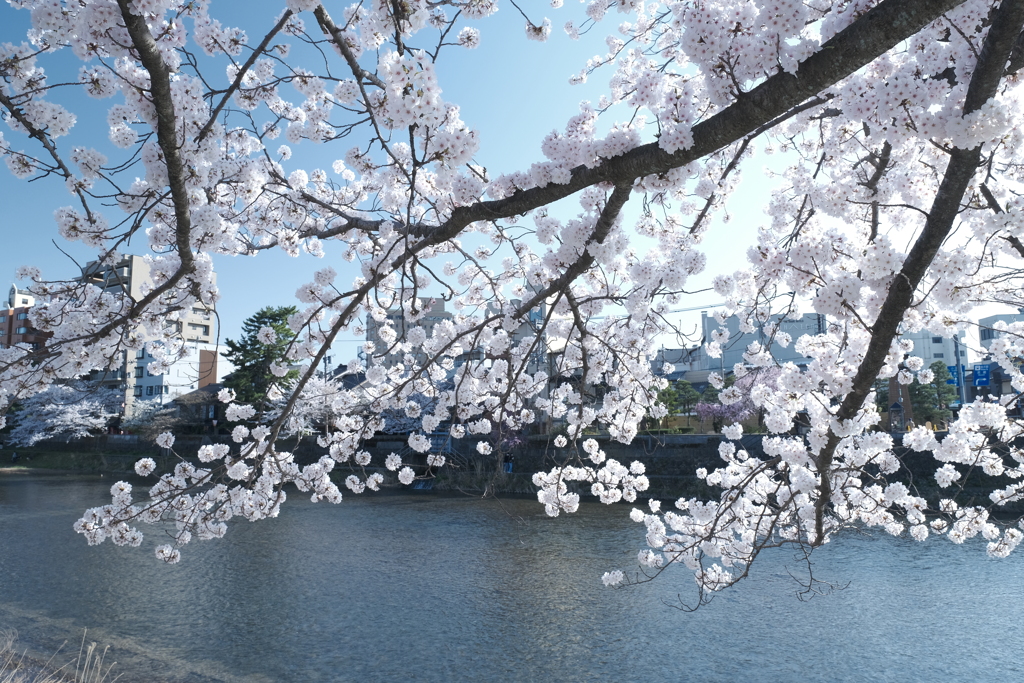 快晴の桜日和、浅野川沿い７