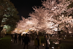 東寺の夜桜２
