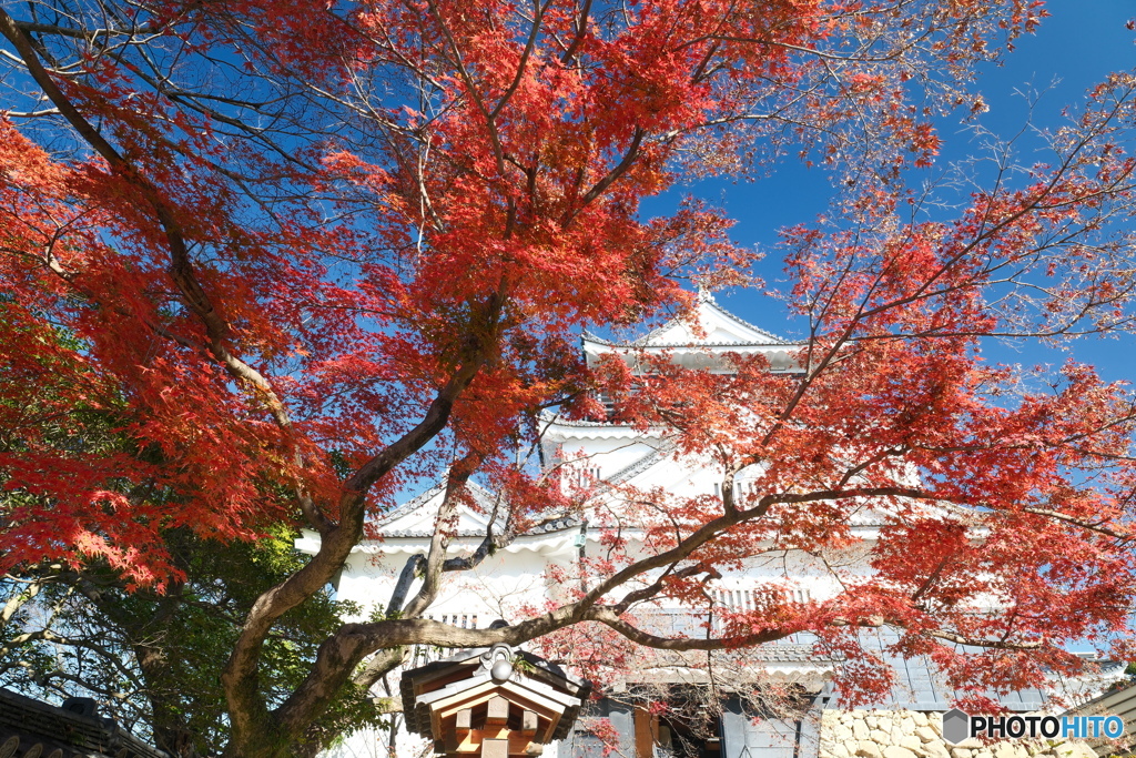 岡崎城公園の紅葉４
