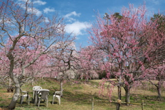 今年やっと見れた梅の花２６