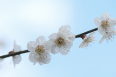 水滴が残る花びら３