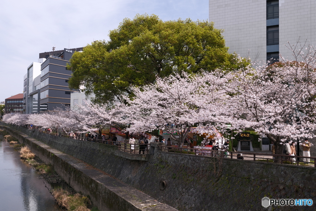 熊本城周辺の桜１０