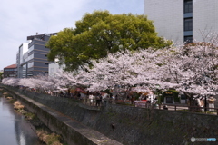 熊本城周辺の桜１０