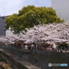 熊本城周辺の桜１０