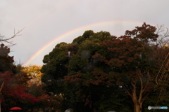 2024-11瞬きを見上げたら虹1