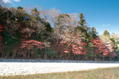 11月下旬にてやっと見頃の紅葉を見れた時６