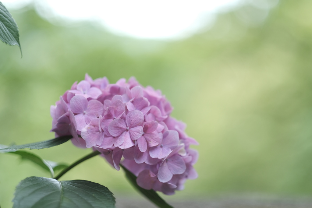 梅雨に入る前の紫陽花５