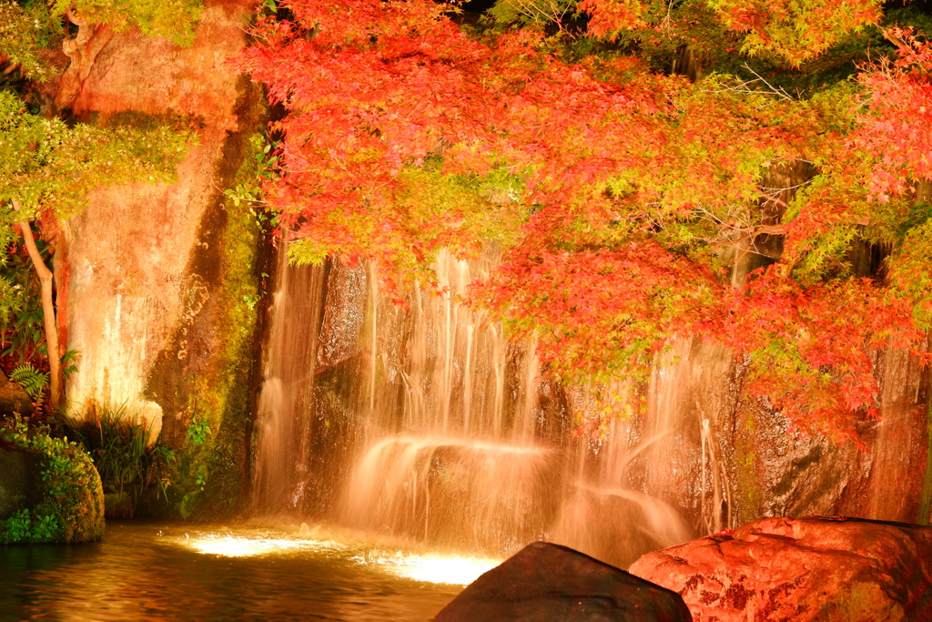 漆黒の夜空と照らされる紅葉in好古園６