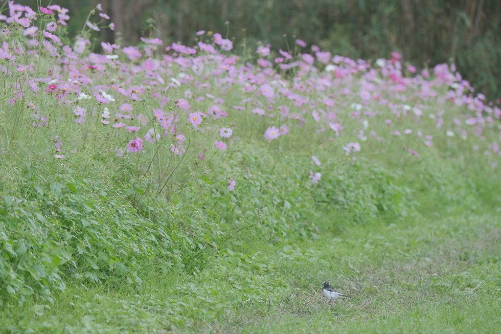 やっと晴れた日に秋桜を撮りにいけた時７