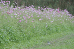 やっと晴れた日に秋桜を撮りにいけた時７