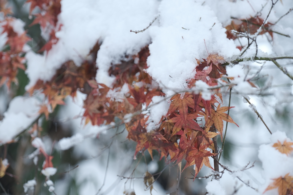 極寒地獄、豪雪ダイヴ２