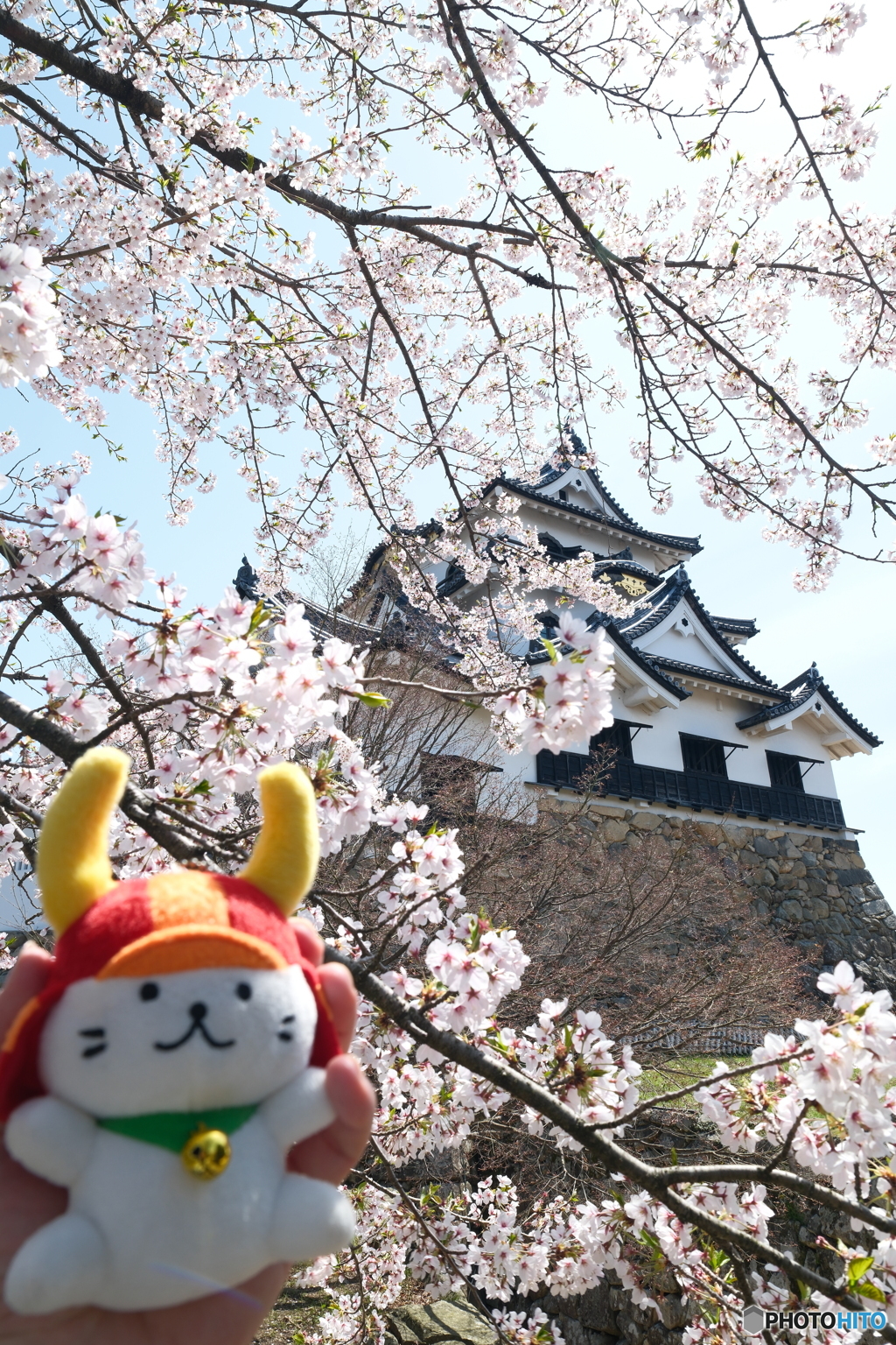 今年の桜の見納めに彦根城４