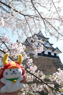 今年の桜の見納めに彦根城４