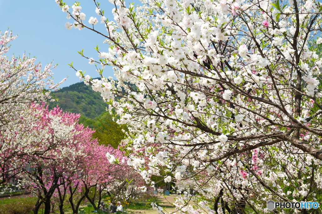 桜が終わっても見れた花見７