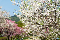 桜が終わっても見れた花見７