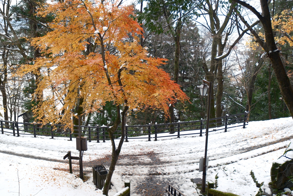 豪雪地帯のなごり紅葉９